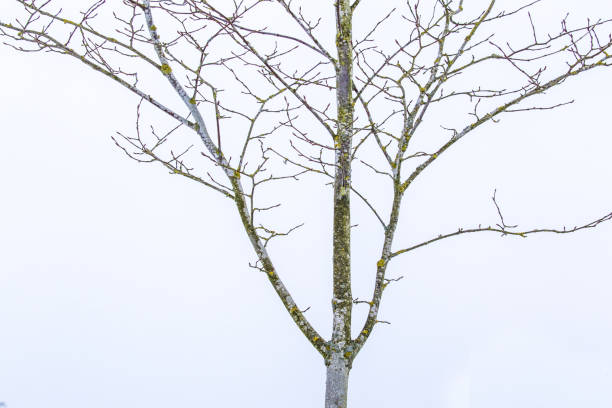 Tree on snow storm