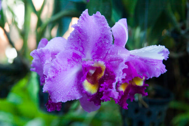 istock Beautiful tropical flowers 939107416