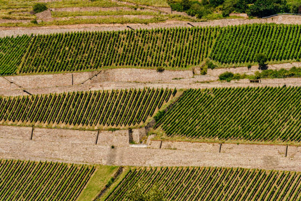 istock Rheingau Valley / vineyards 939108788