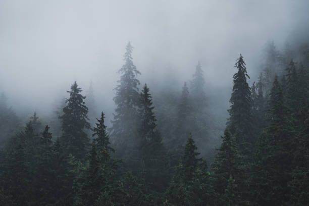 istock Moody forest in a summer morning 939111226