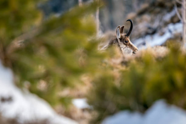istock Chamois young male 939111294