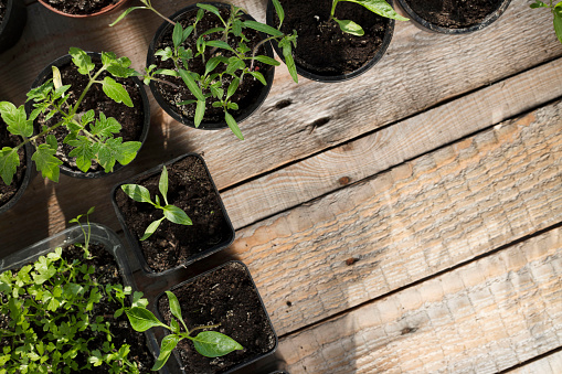 Wooden table. Top view shot. Young plants.