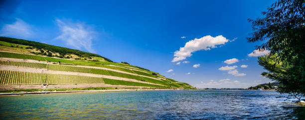 Beautiful landscape view over Rhin-Valley with vineyards along the river Rhine at the famous wine growing area Rheingau, Germany.