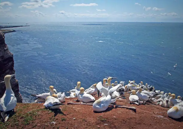 Northern gannet colony at Heligoland Island, Germany