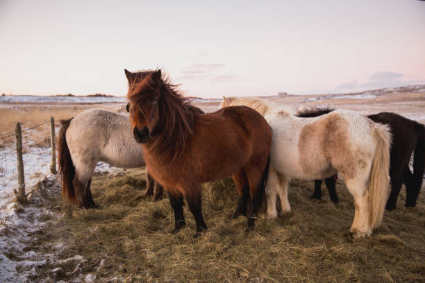 istock beautiful icelandic horses standing on grass with snow 939117930
