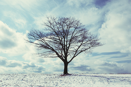Lone tree in a frozen landscape.