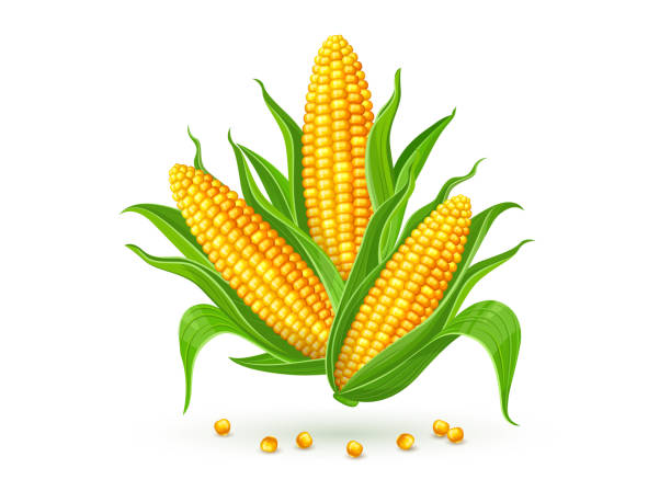 Corn cobs isolated Corncobs with yellow corns and green leaves group, white background. Ripe corn vegetables isolated, Eps10 vector illustration. sweetcorn stock illustrations