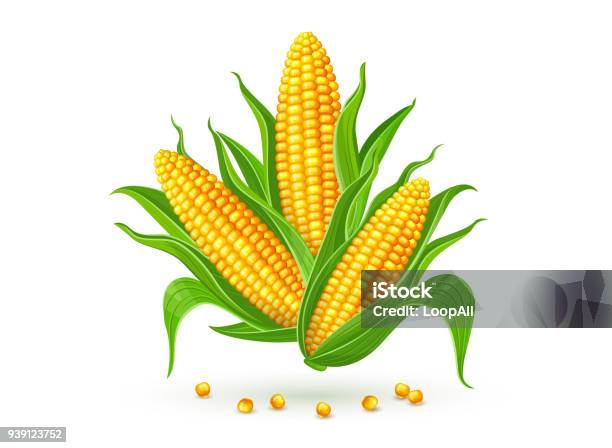 Corn Cobs Isolated Stock Illustration - Download Image Now - Corn, Sweetcorn, Corn On The Cob
