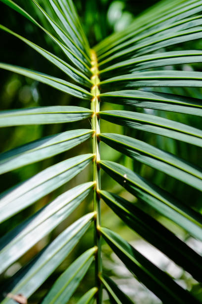 istock lines and textures of green palm leaf background 939124026