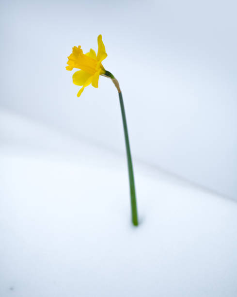 narciso solo contra un fondo nevado blanco, sentado en un profundo ventisquero - daffodil winter narcissus yellow single flower fotografías e imágenes de stock