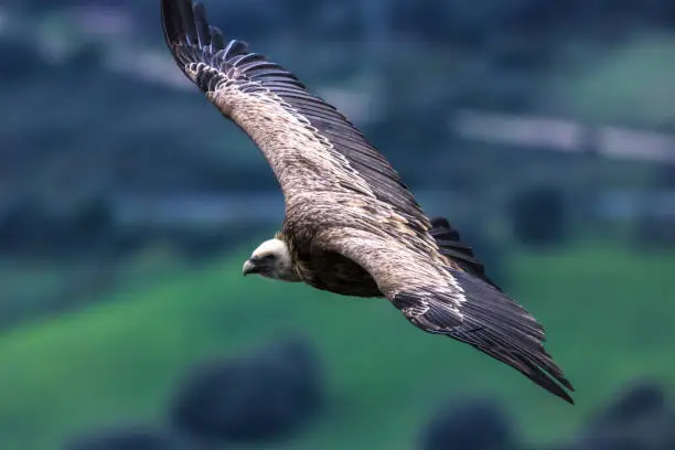 A closeup of a Griffon Vulture in flight on a cloudy and damp day in the Sierra Crestillina mountains in Casares, southern Spain.