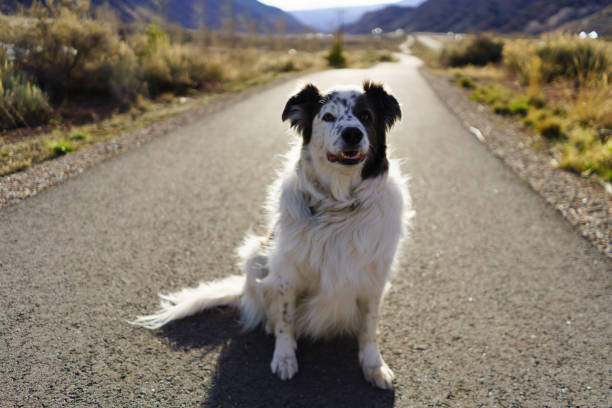 Dog Sitting in Recreation Path Playful for Walk - Dog eagerly waiting to play and go for a walk along scenic bike/recreation path with shallow depth of field and path fading away in distance.