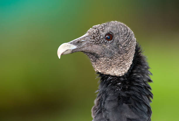 istock black vulture portrait