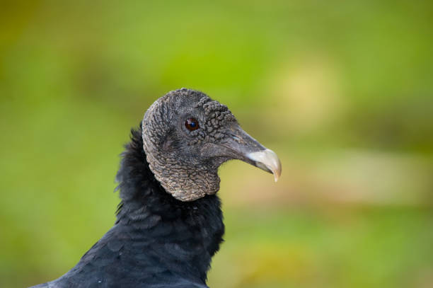 istock black vulture portrait