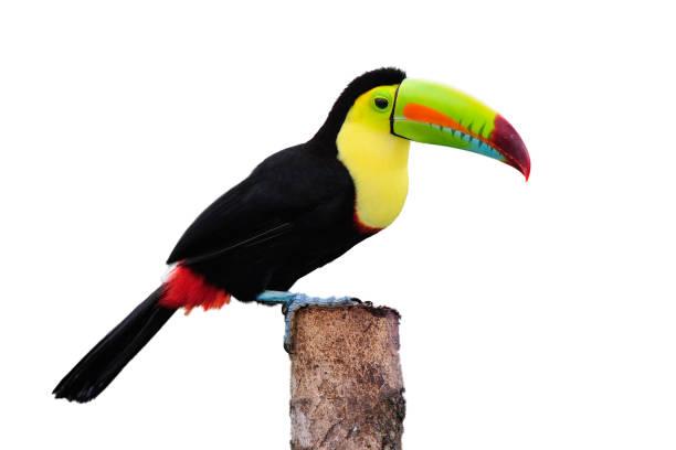 istock Keel Billed Toucan, from Central America. Isolated on White