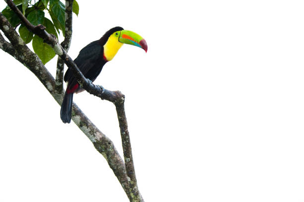 istock Keel Billed Toucan, from Central America. 939124660
