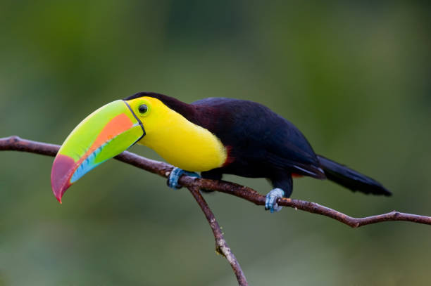 istock Keel Billed Toucan, from Central America.