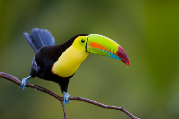 istock Keel Billed Toucan, from Central America.
