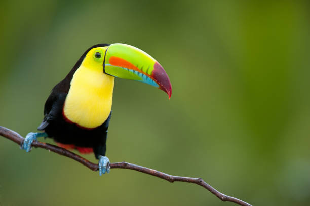 istock Keel Billed Toucan, from Central America.
