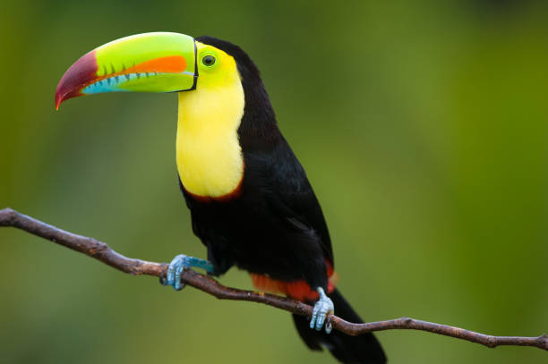 istock Keel Billed Toucan, from Central America.