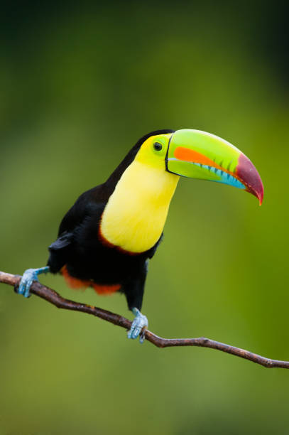 istock Keel Billed Toucan, from Central America.