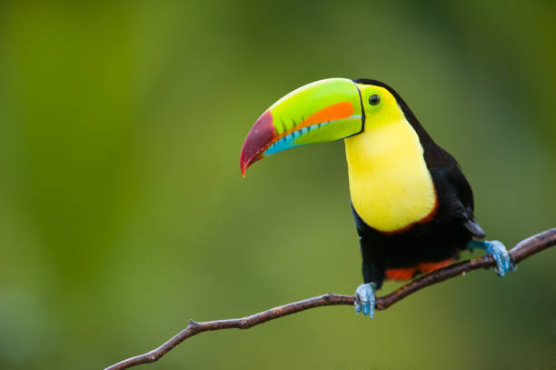 Keel Billed Toucan, from Central America."n Keel Billed Toucan, from Central America. tropical bird stock pictures, royalty-free photos & images