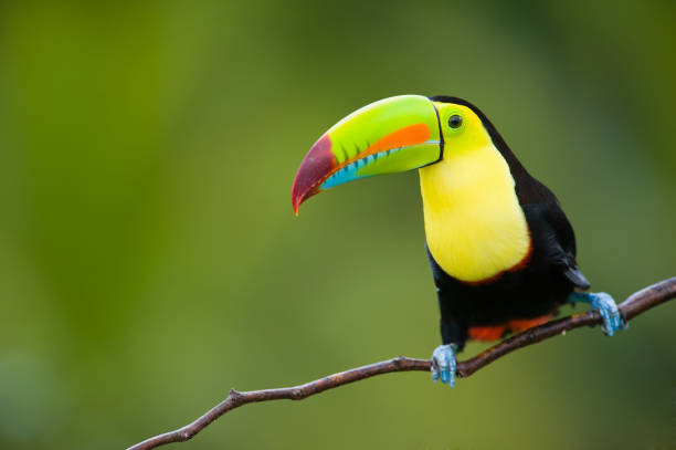 keel billed toucan, from central america."n - flying animal bird multi colored imagens e fotografias de stock