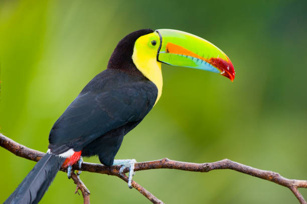 istock Keel Billed Toucan, from Central America.