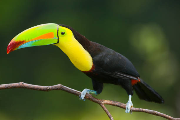 istock Keel Billed Toucan, from Central America.