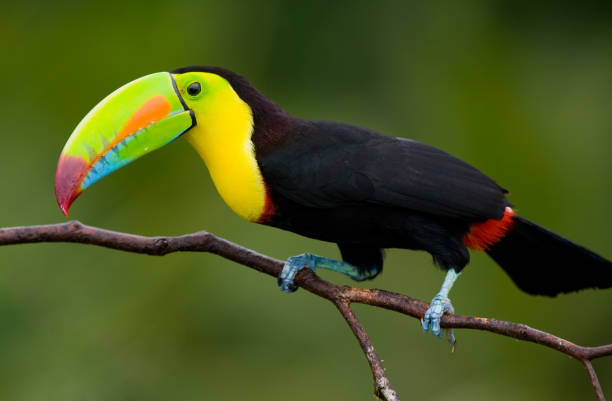 istock Keel Billed Toucan, from Central America.