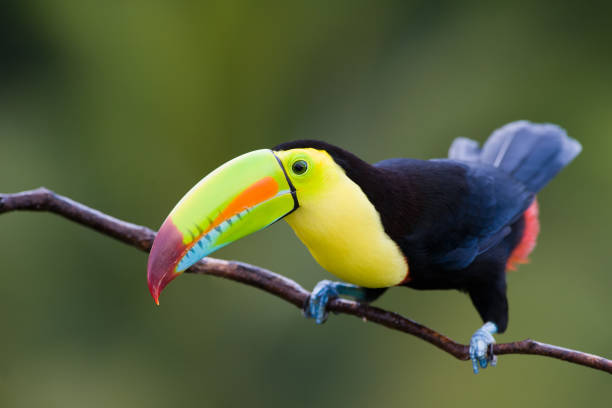 istock Keel Billed Toucan, from Central America.