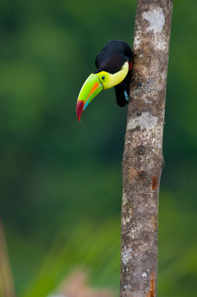 istock Keel Billed Toucan, from Central America.