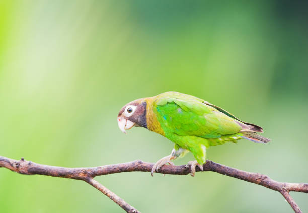 istock Brown-hooded Parrot in a branch.