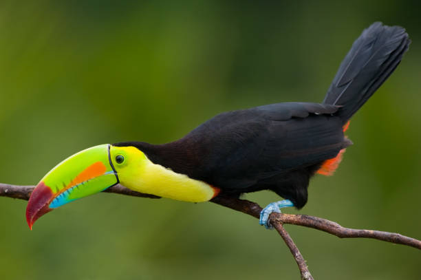 istock Keel Billed Toucan, from Central America.