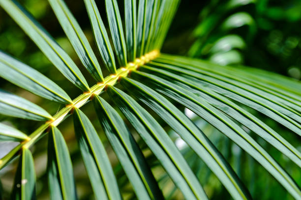 istock lines and textures of green palm leaf background 939124764