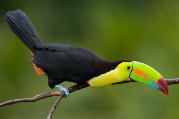 istock Keel Billed Toucan, from Central America.