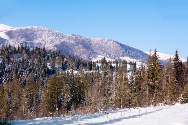 istock Landscape of the mountain forest 939129418