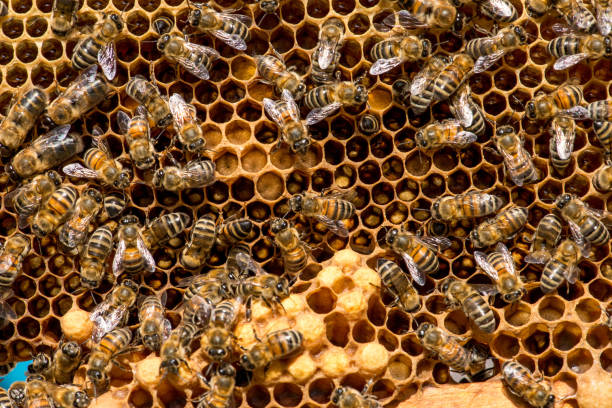 istock closeup of bees on honeycomb in apiary 939130222