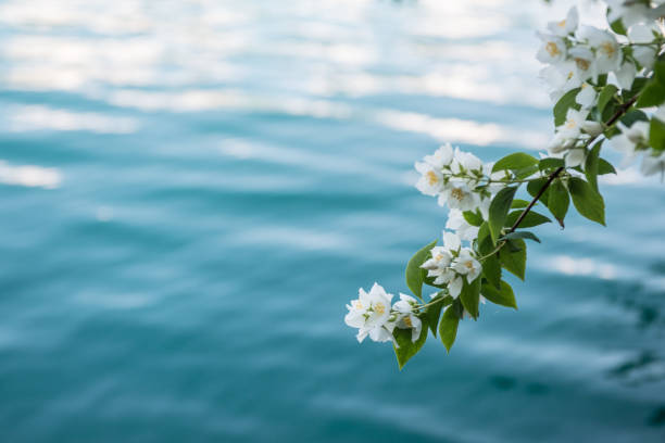 цветущая ветвь над водой - water floral стоковые фото и изображения