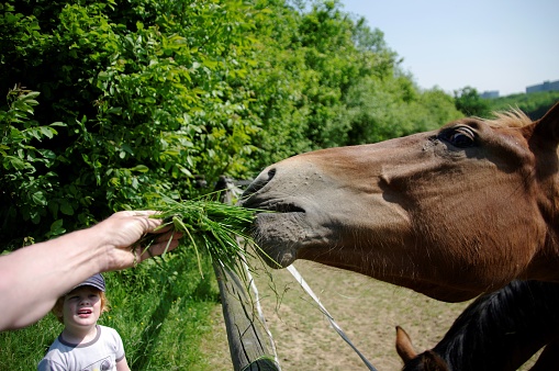 Little red hair is feeding the horses