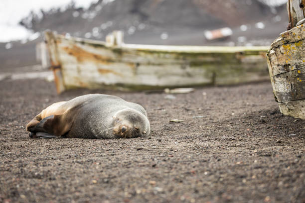 A sleeping fur seal on Deception Island Antarctica stock photo