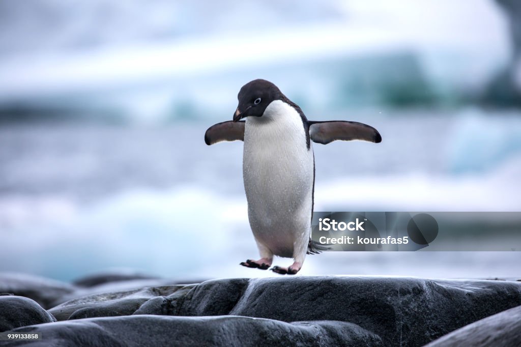 An antarctic Adelie penguin jumping between the rocks Penguin Stock Photo