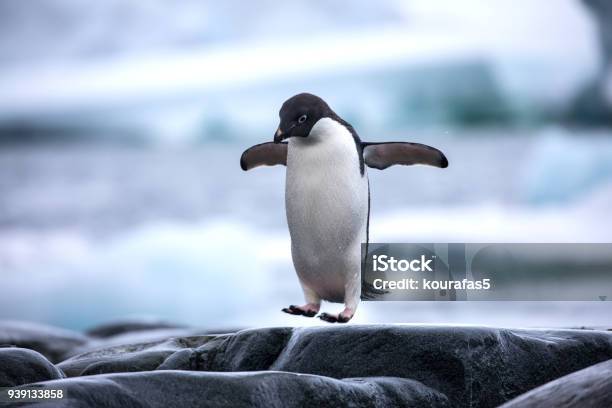 An Antarctic Adelie Penguin Jumping Between The Rocks Stock Photo - Download Image Now