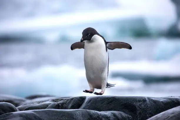 Photo of An antarctic Adelie penguin jumping between the rocks