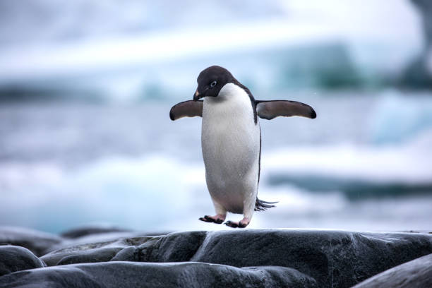 an antarctic adelie penguin jumping between the rocks - happy bird imagens e fotografias de stock