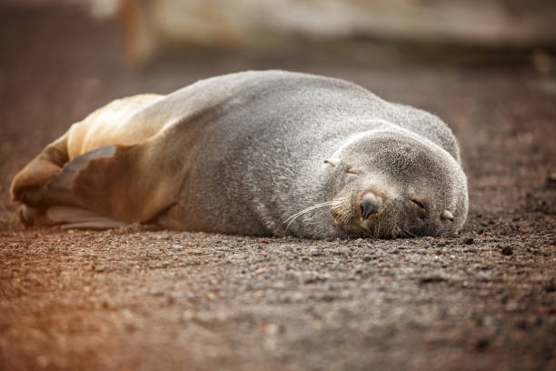 A sleeping fur seal on Deception Island Antarctica stock photo