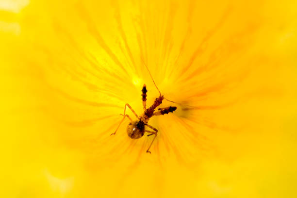 istock grasshopper on yellow flower 939134772