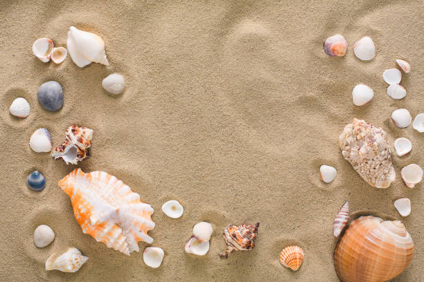 istock Seashells and pebbles background, natural seashore stones 939134864