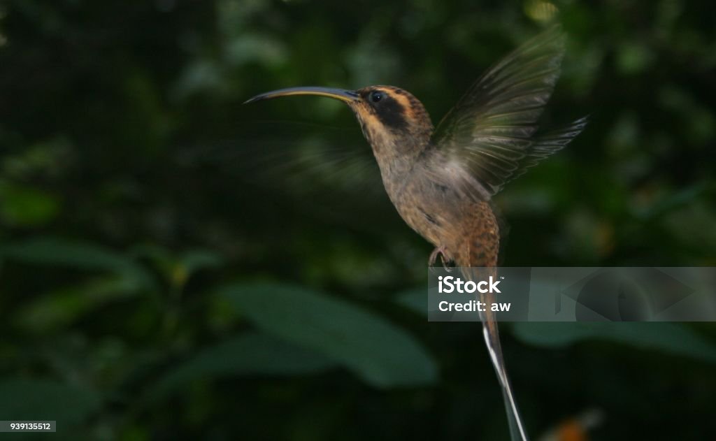 Hummingbird Brazil Animal Stock Photo