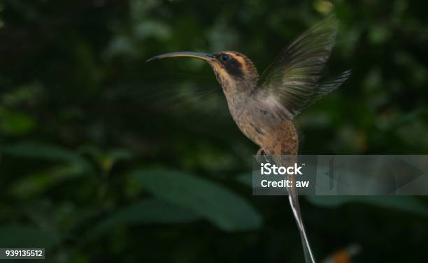 Hummingbird Brazil Stock Photo - Download Image Now - Animal, Animal Wildlife, Animals In The Wild